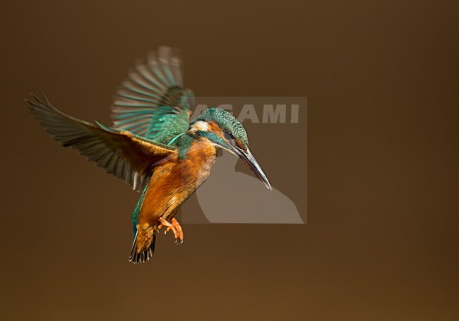 Biddende IJsvogel; Common Kingfisher hovering for fish stock-image by Agami/Danny Green,