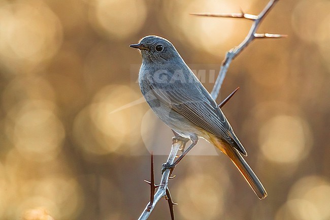 Wintering Black Redstart (Phoenicurus ochruros gibraltariensis) in Italy. stock-image by Agami/Daniele Occhiato,