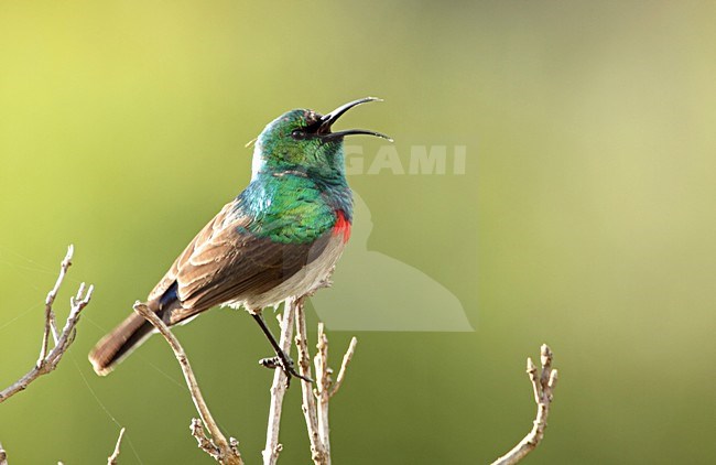 Zingende Kleine Kraaghoningzuiger, Southern Double-collared Sunbird singing stock-image by Agami/Karel Mauer,