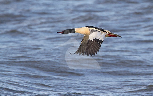 Mannetje Grote Zaagbek in vlucht, Male Goosander in flight stock-image by Agami/Karel Mauer,