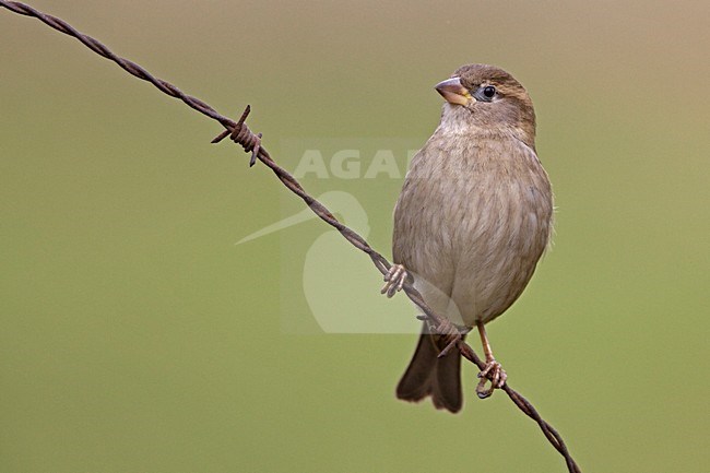 Vrouw Huismus op prikkeldraad; Female House Sparrow on barbed wire stock-image by Agami/Rob Olivier,