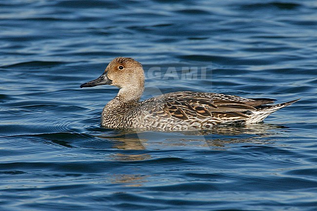 Adult female
Orange Co., CA
January 2007 stock-image by Agami/Brian E Small,