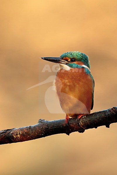 Ijsvogel zittend in eerste ochtend licht; Kingfisher sitting in first morning light stock-image by Agami/Walter Soestbergen,