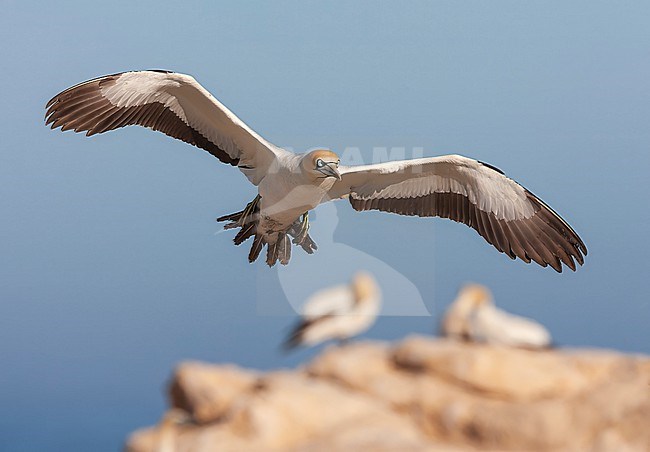 Cape Gannet (Morus capensis) at Lamberts Bay, South Africa. stock-image by Agami/Marc Guyt,