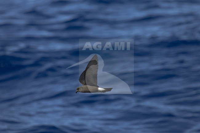 Band-rumped Storm-petrel flying;  Madeirastormvogeltje vliegend stock-image by Agami/Marc Guyt,