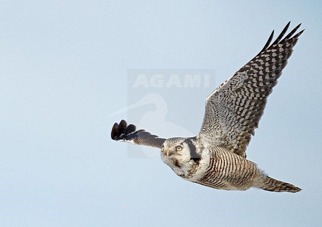 Sperweruil in de vlucht; Northern Hawk Owl in flight stock-image by Agami/Markus Varesvuo,