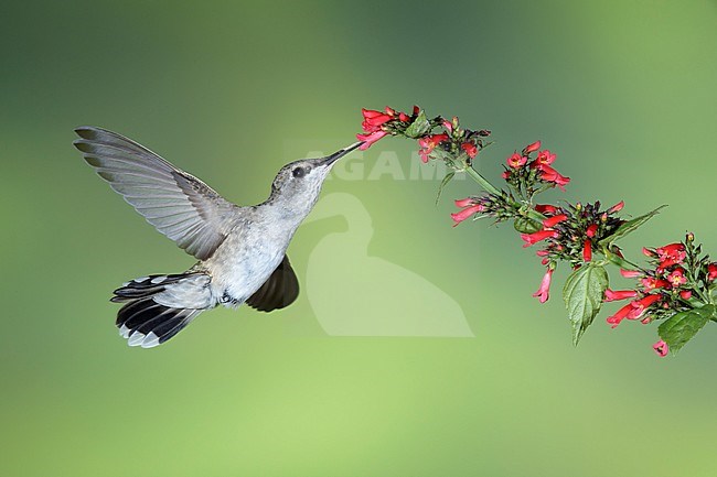 Adult female Black-chinned Hummingbird (Archilochus alexandri) in flight against a green natural background in Brewster County, Texas, USA. Feeding from small red flowers. stock-image by Agami/Brian E Small,