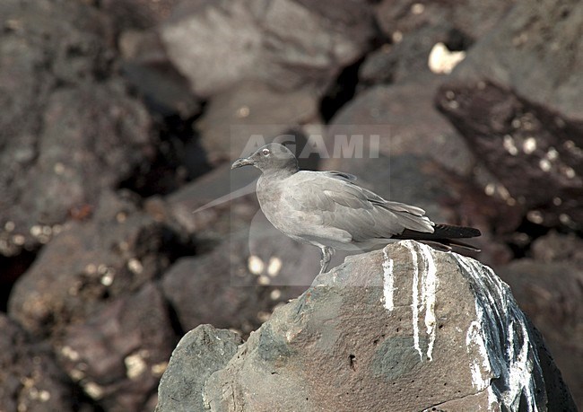 Lavameeuw, Lava Gull stock-image by Agami/Roy de Haas,