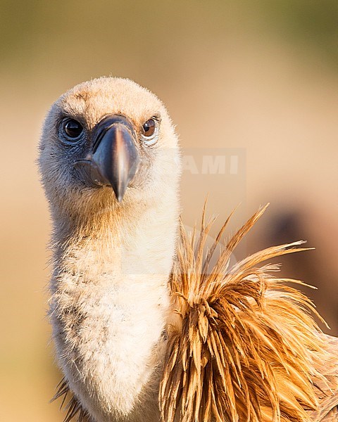 close-up Griffon Vulture, Vale Gier, Gyps vulvus stock-image by Agami/Wil Leurs,