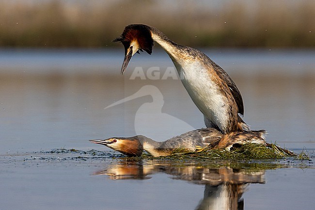 Great Crested Grebe, Podiceps cristatus, in Italy. Mating behavior from a pair of grebes on its nest. stock-image by Agami/Daniele Occhiato,