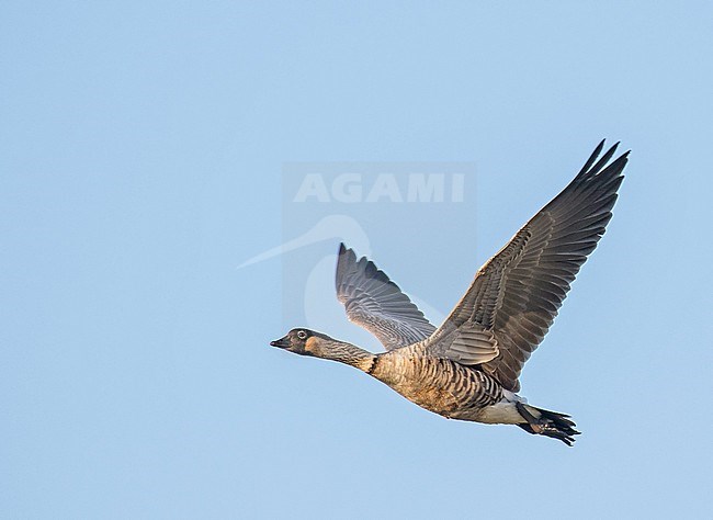 Nene (Branta sandvicensis) on Maui island, Hawaii, United States. Also known as Hawaiian goose. stock-image by Agami/Pete Morris,