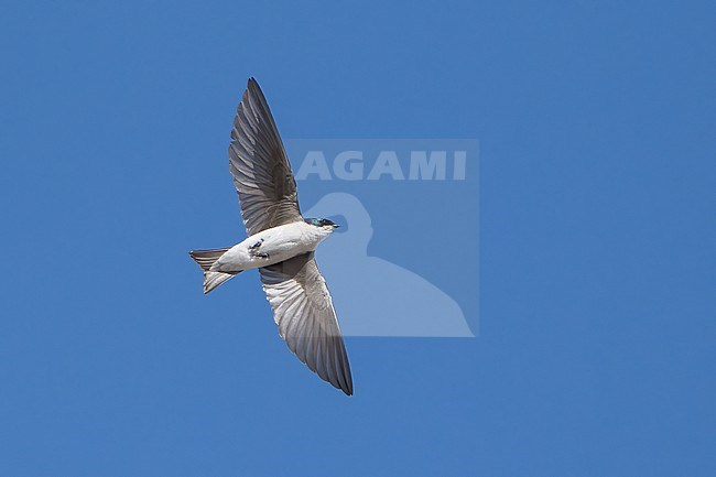 Adult male
Imperial Co., CA
April 2022 stock-image by Agami/Brian E Small,