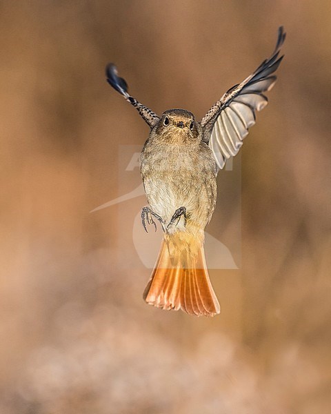 Wintering Black Redstart (Phoenicurus ochruros gibraltariensis) in Italy. Female hovering in mid air. stock-image by Agami/Daniele Occhiato,