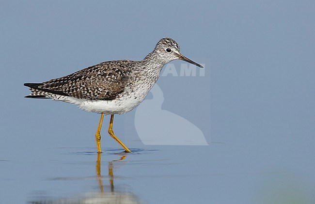 Volwassen Kleine Geelpootruiter, Asdult Lesser Yellowlegs stock-image by Agami/Brian E Small,