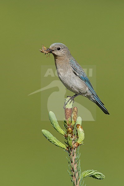 Adult female Mountain Bluebird, Sialia currucoides
Kamloops, B.C.
June 2015 stock-image by Agami/Brian E Small,