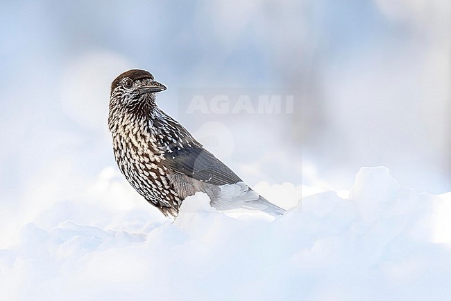 Spotted Nutcracker (Nucifraga caryocatactes) sitting in the snow in bulgarian mountain. stock-image by Agami/Marcel Burkhardt,