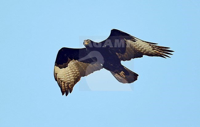Adulte Zwarte Arend in vlucht, Verreaux's Eagle (Aquila verreauxii) adult in flight stock-image by Agami/Dick Forsman,