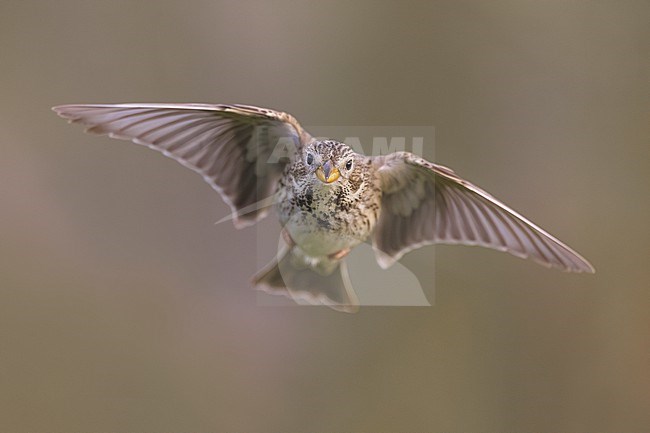 Corn Bunting, Emberiza calandra, in Italy. stock-image by Agami/Daniele Occhiato,