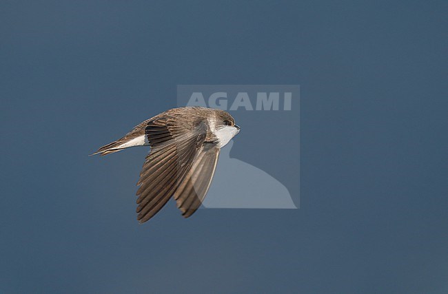 Flying adult Sand Martin (Riparia riparia) with nesting material, a down feather, in its bill in sideview stock-image by Agami/Ran Schols,