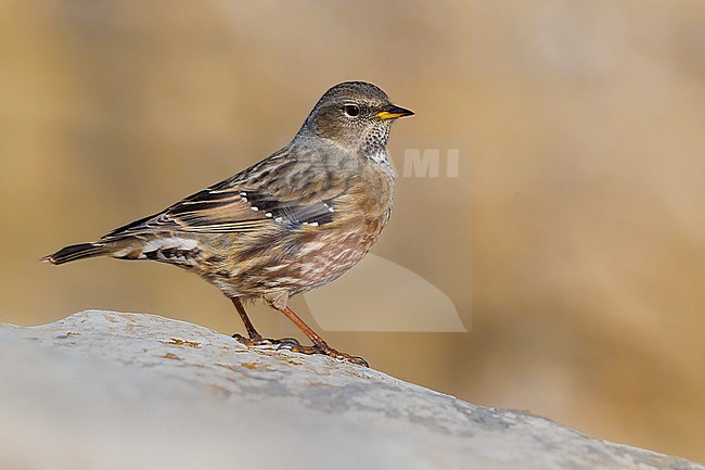 Alpine Accentor (Prunella collaris) perched on a rock in Italy. stock-image by Agami/Daniele Occhiato,