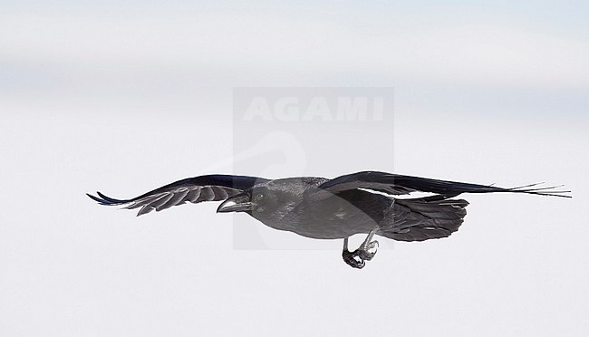 Northern Raven (Corvus corax) wintering in taiga forest in Finland. stock-image by Agami/Markus Varesvuo,