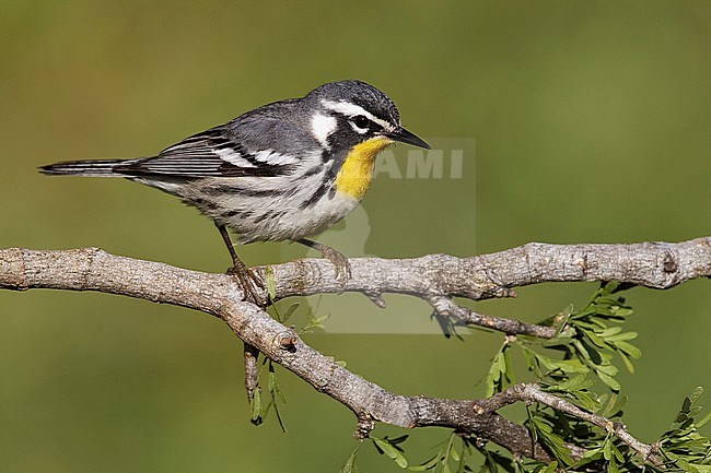 Adult 
Galveston Co., TX 
April 2010 stock-image by Agami/Brian E Small,