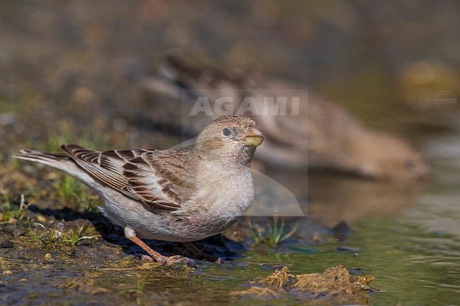 Mongoolse Woestijnvink, Mongolian Finch, Eremopsaltria mongolica stock-image by Agami/Daniele Occhiato,