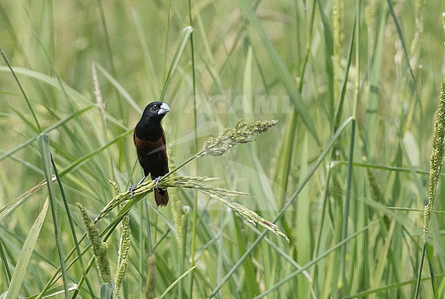 Chestnut Munia (Lonchura atricapilla) perched on a branch stock-image by Agami/Ian Davies,