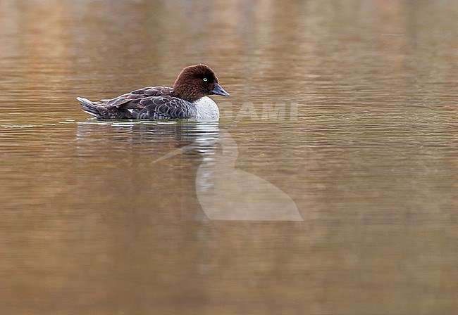 Female Barrow's Goldeneye was seen alone on a river near Ulfjotsvatn, Iceland. stock-image by Agami/Vincent Legrand,