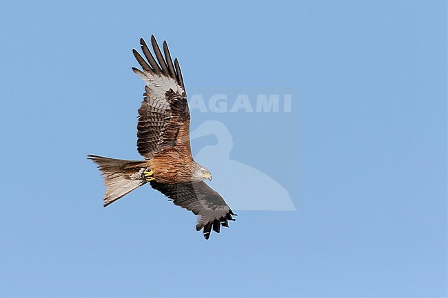 Red Kite (Milvus milvus), adult in flight seen from below, Basilicata, Italy stock-image by Agami/Saverio Gatto,