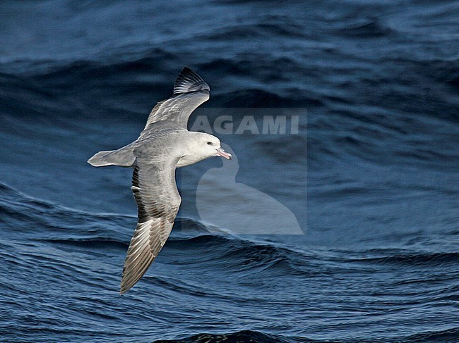 Southern Fulmar (Fulmarus glacialoide) flying over the souther Atlantic Ocean near Antarctica. stock-image by Agami/Pete Morris,