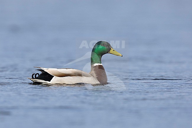 Mallard (Anas platyrhynchos), side view of an adult male in the water, Northeastern Region, Iceland stock-image by Agami/Saverio Gatto,