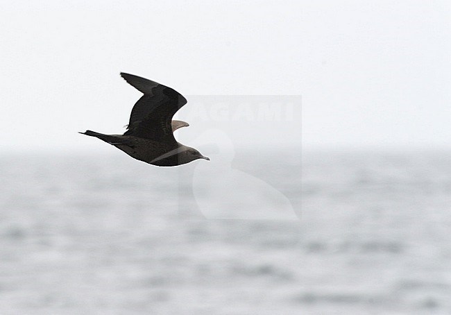 Dark morph juvenile Arctic Skua (Stercorarius parasiticus) flying off the coast of Spain. stock-image by Agami/Dani Lopez-Velasco,