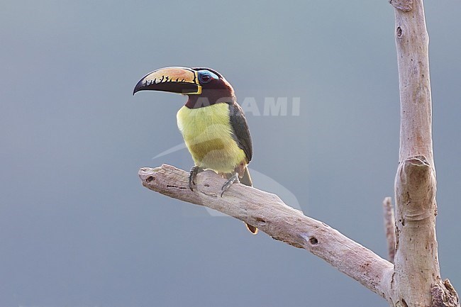 Birds of Peru, a Humboldt’s Aracari (Pteroglossus inscriptus humboldti) stock-image by Agami/Dubi Shapiro,