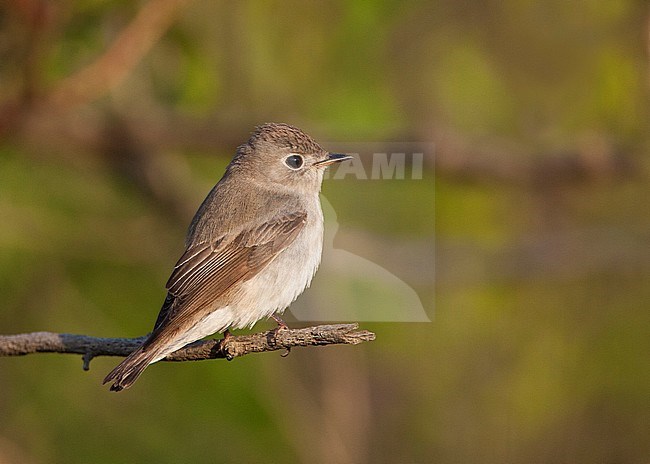  stock-image by Agami/Bas van den Boogaard,