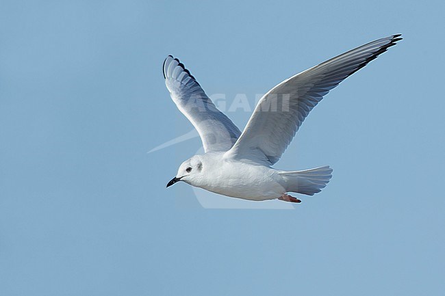 Adult Bonaparte's Gull (Chroicocephalus philadelphia) in non-breeding plumage at Cape May County, New Jersey, USA. Bird in flight against a blue background. stock-image by Agami/Brian E Small,