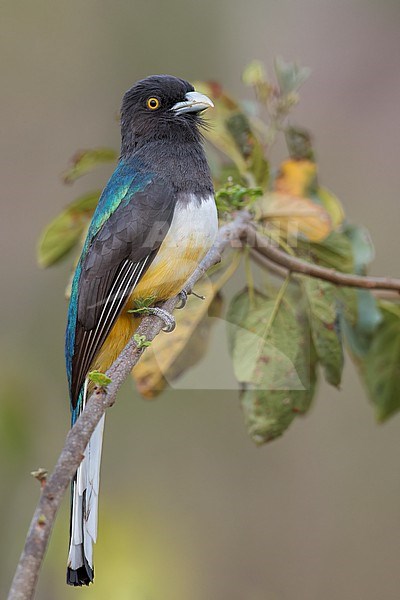 Citreoline Trogon (Trogon citreolus) perched on a branch in Oaxaca, Mexico. stock-image by Agami/Glenn Bartley,