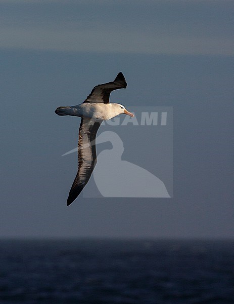 Adult Black-browed Albatross (Thalassarche melanophris) in flight high over the southern atlantic ocean. Hanging in mid air. stock-image by Agami/Marc Guyt,