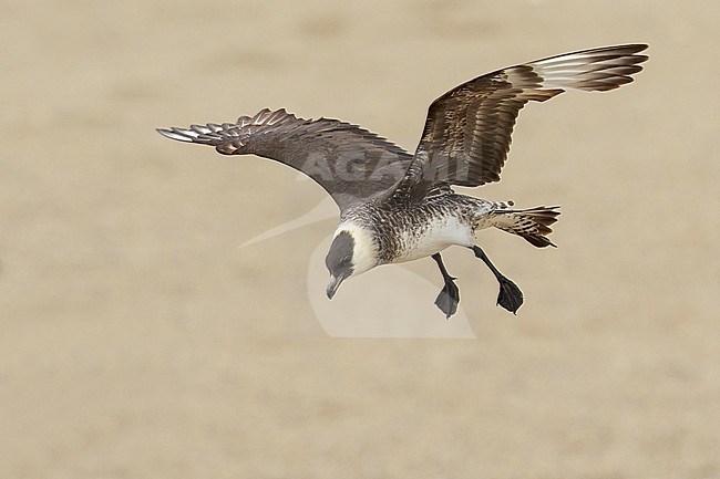 Pomarine Jaeger (Stercorarius pomarinus) flying near Nome, Alaska. stock-image by Agami/Glenn Bartley,