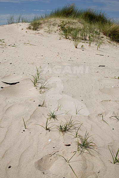 Zandzegge in zandverstuiving; Sand sedge in sandy dunes stock-image by Agami/Arnold Meijer,