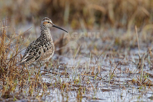 Adult zomer Steltstrandloper, Adult summer Stilt Sandpiper stock-image by Agami/Glenn Bartley,