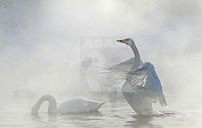 Wilde Zwaan in de mist, Whooper Swan in the fog stock-image by Agami/Pete Morris,