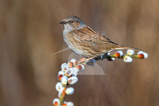 Dunnock (Prunella modularis) perched on a branch with brown background stock-image by Agami/Daniele Occhiato,