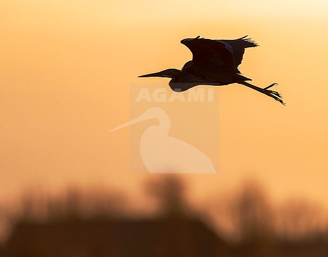 Purple Heron (Ardea purpurea) in flight before sunrise in the Krimpenerwaard, Netherlands. Against a orange coloured background. stock-image by Agami/Marc Guyt,