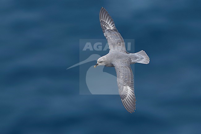 Blue morph Atlantic Northern Fulmar (Fulmarus glacialis glacialis) flying over the Greenland Sea. stock-image by Agami/Vincent Legrand,