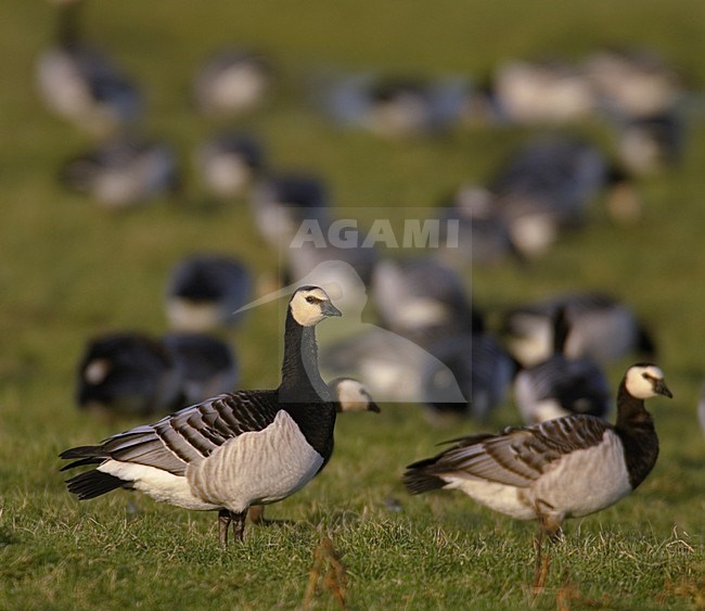 Brandgans zittend; Barnacle Goose perched stock-image by Agami/Hans Gebuis,