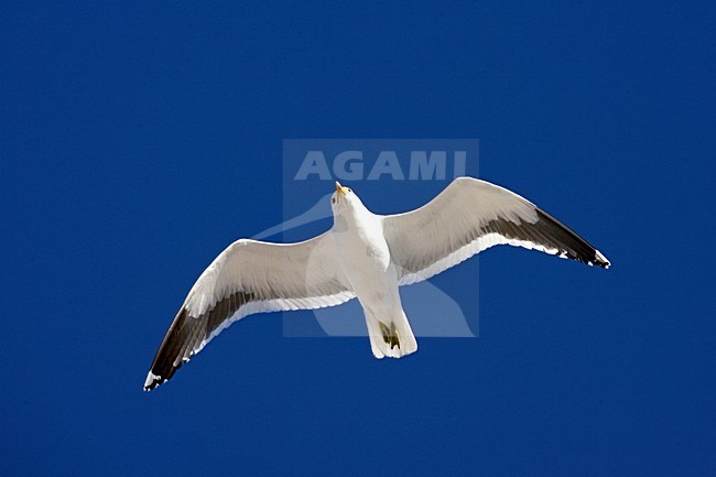 Kelpmeeuw in de vlucht; Cape Gull in flight stock-image by Agami/Marc Guyt,