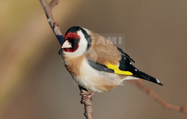 Putter op een tak; European Goldfinch on a branch stock-image by Agami/Markus Varesvuo,