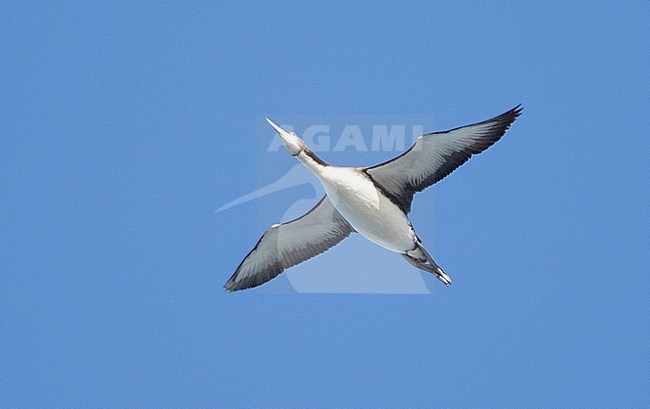 Pacific Loon (Gavia pacifica) in flight with sky as background. stock-image by Agami/Brian Sullivan,