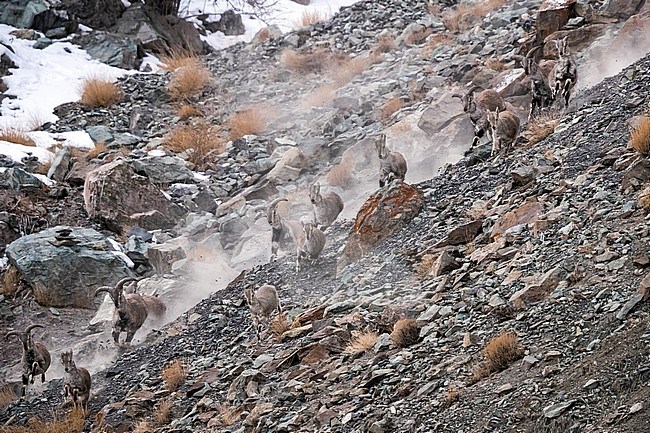 Himalayan Blue Sheep hert hunted by Snow Leopard in Rumbak valley, Ladakh, India. March 3, 2017. stock-image by Agami/Vincent Legrand,